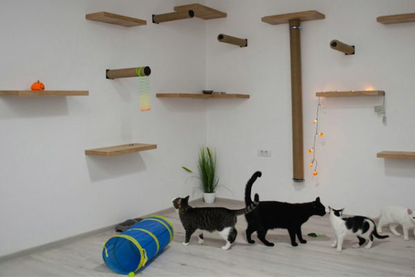 cat wall shelves