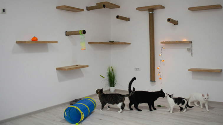 cat wall shelves